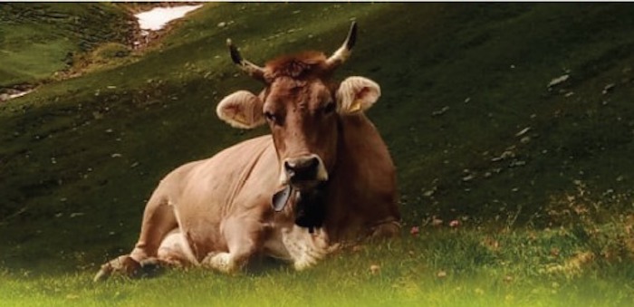 In Vigezzo la prima mostra provinciale dedicata alla "Razza bruna originale" 