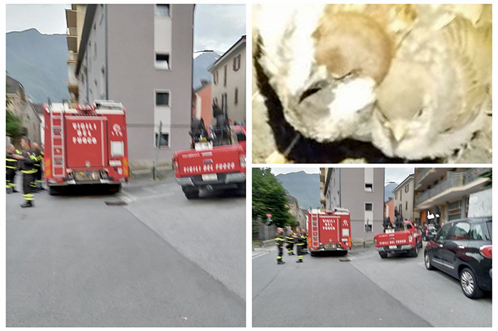 Cinguettii disperati da un tombino. I Vvf liberano due passerotti imprigionati