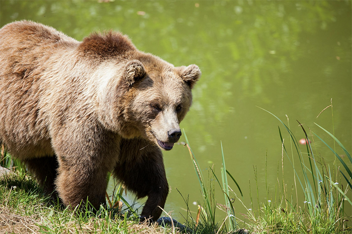 M 29 il “Terribile”. Gianpalo Fabbri sull'orso e i pericoli in montagna