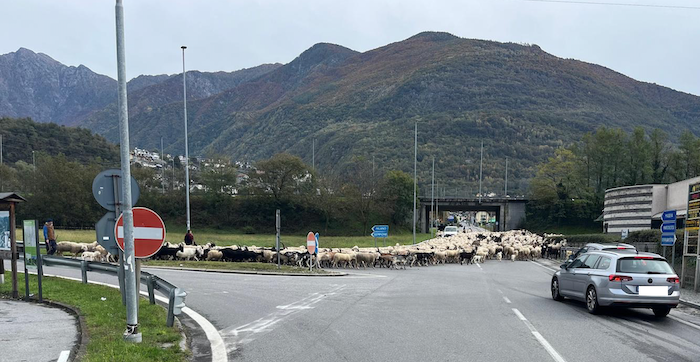 Lo spettacolo della transumanza