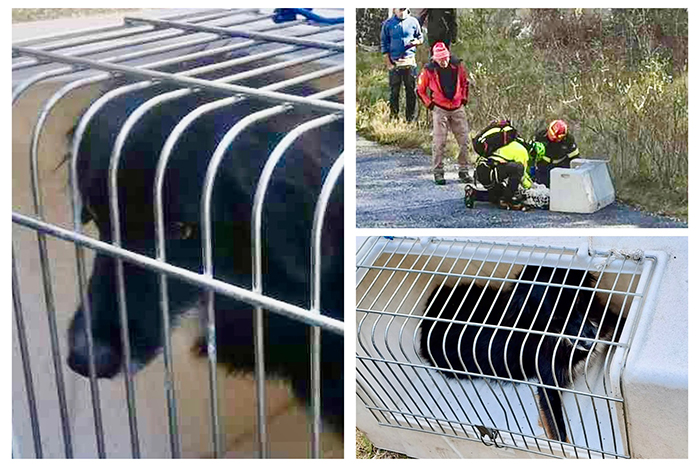 A Macugnaga la moglie del tedesco disperso di cui è stato trovato il cane