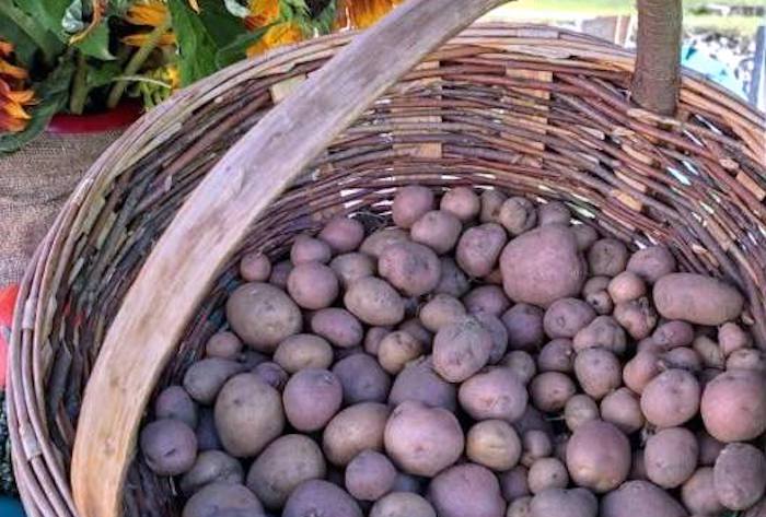 Le patate formazzine protagoniste della Walser Häpfla Fest in Formazza