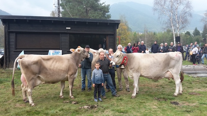 Mostra bovina in Vigezzo: è di Toceno la "reginetta" 2019 - Tutti i premiati