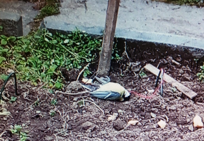Bracconiere di uccelli protetti colto in flagrante e denunciato 