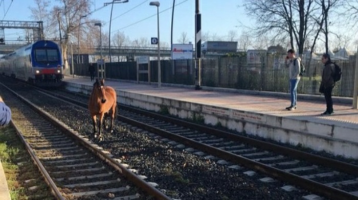Sono due cavalli gli animali investiti dal treno