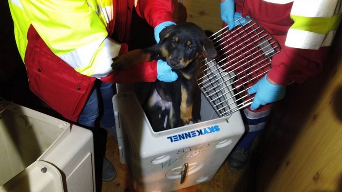 Tratta di cuccioli di cane tra Italia, Svizzera ed Europa