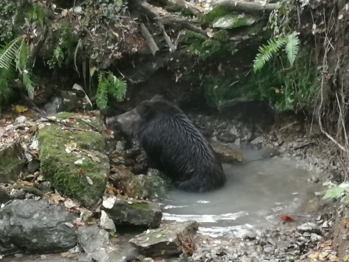Auto centra un cinghiale sulla provinciale: mezzo danneggiato, animale soppresso