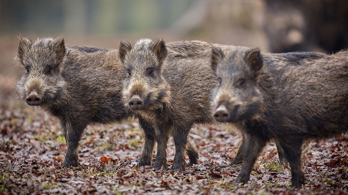 Danni da animali selvatici, la Regione raddoppia il fondo indennizzi