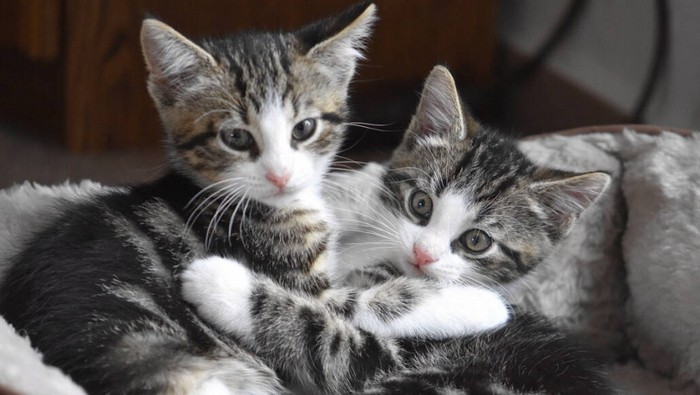 Non esistono i gatti di razza: tuteliamo i randagi 