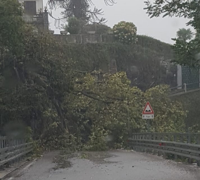 Alberi caduti anche sulla provinciale Baveno-Stresa