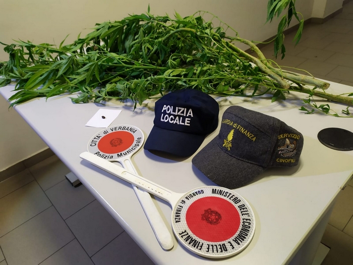 Tre piante di marijuana vicino a casa: multato