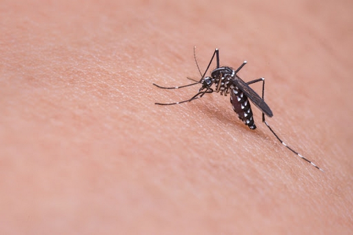 Nel Vco è tornato il west nile virus