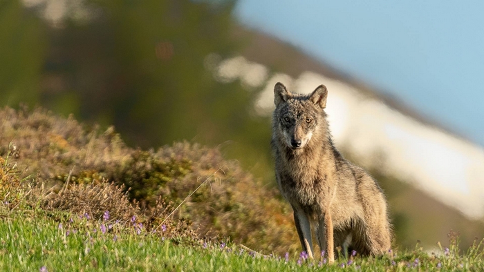 Sbranate due pecore e un agnello: sospetti su un lupo stanziale tra Vco e Ticino