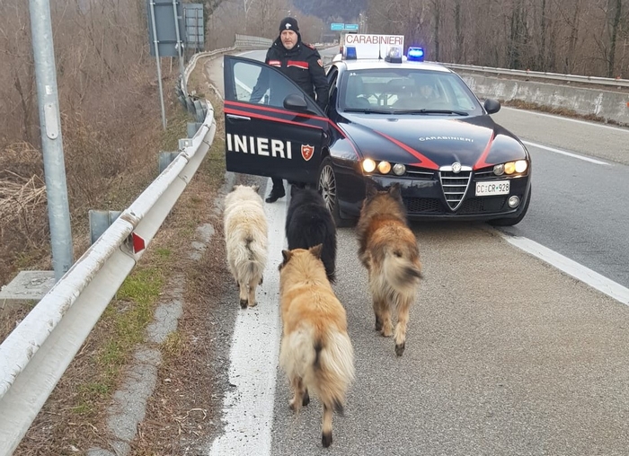 Quattro cani “in fuga” sulla superstrada salvati dai passanti e dai carabinieri