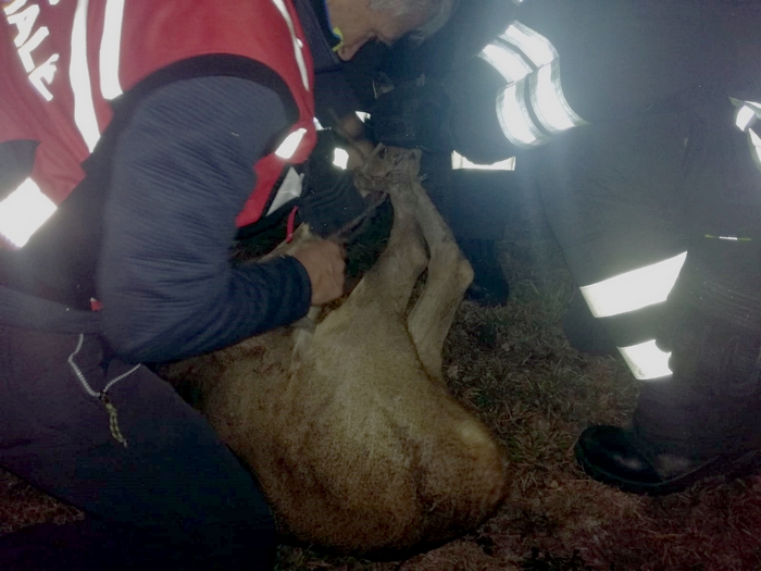 Il capriolo smarrito sulla statale salvato dalla polizia provinciale e liberato nel bosco