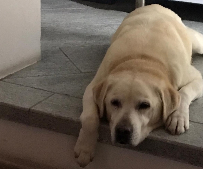 Labrador sperduto a Cannero, appello dei proprietari e ricompensa