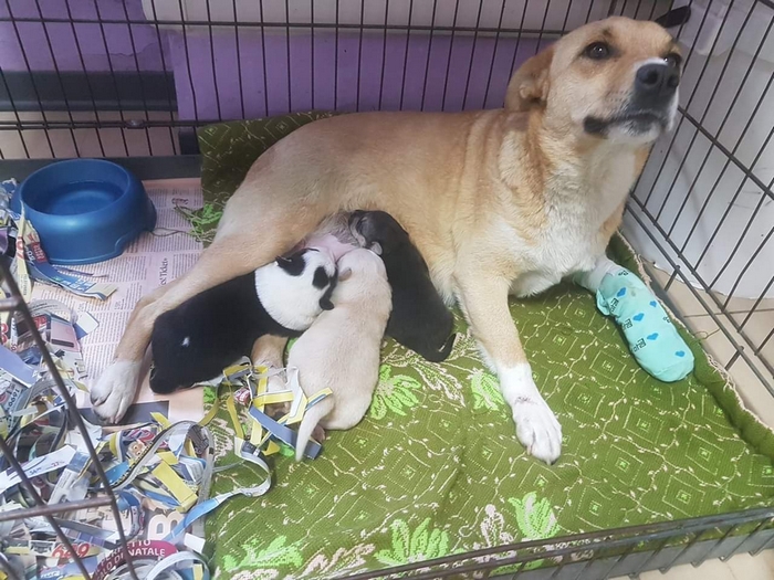Cagnolina incinta abbandonata in un sacco e salvata ora cerca una casa