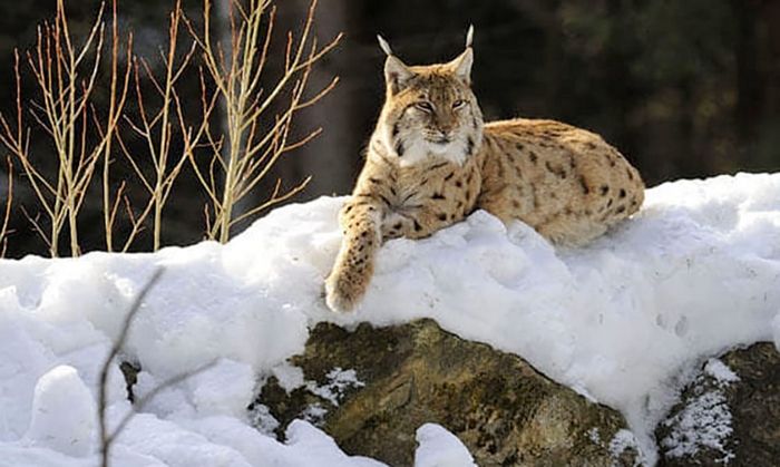 Caccia (fotografica) alla lince