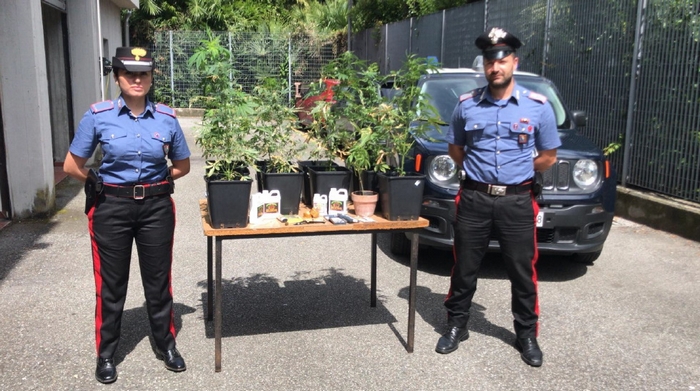 Un’altra serra fai-da-tè di marijuana scoperta dai carabinieri