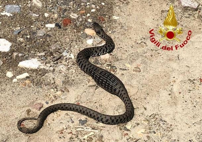 I vigili del fuoco tolgono il serpente dalla piscina