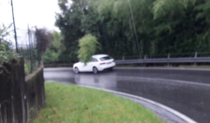La provinciale invasa dal verde: le piante colpiscono le auto 