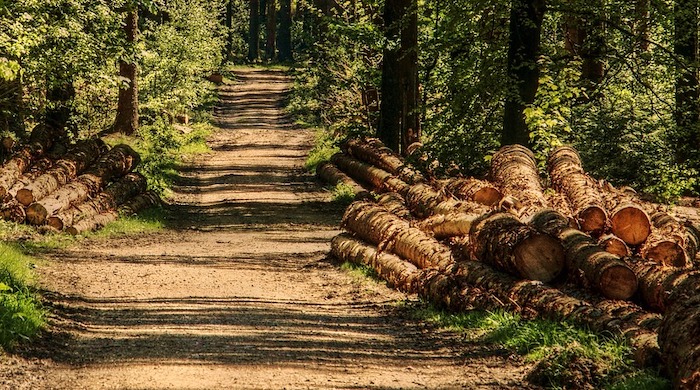 Cossogno: grazie del Comune ai forestali che hanno operato sul territorio