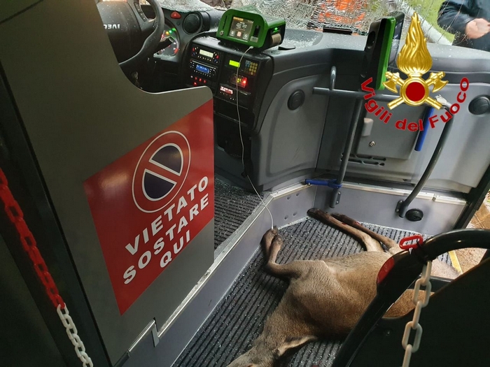 Cerva si schianta contro il bus degli studenti: autista ferito, animale in fin di vita