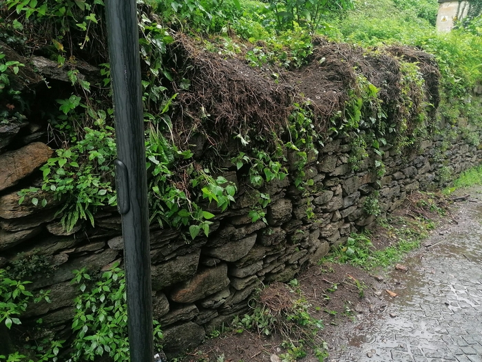 Allarme cinghiali anche a Ghiffa