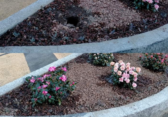 Rubata dopo meno di una settimana l’azalea piantata dai cittadini nel posteggio