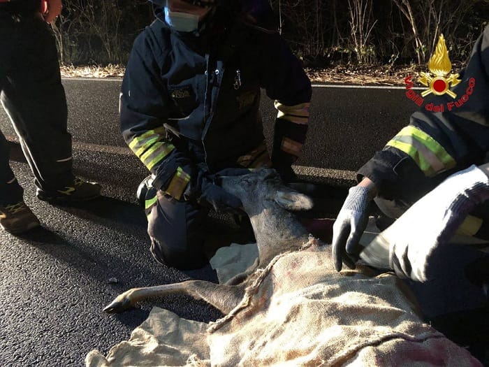 Cerbiatto investito da un’auto affidato al veterinario