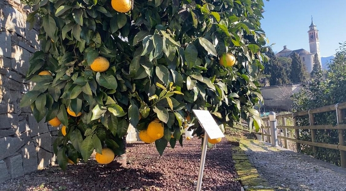 Gli agrumi di Cannero on-line