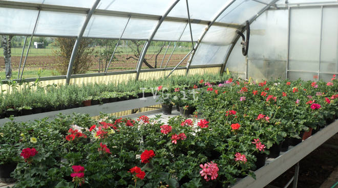 Italexit: il governo difenda i floricoltori