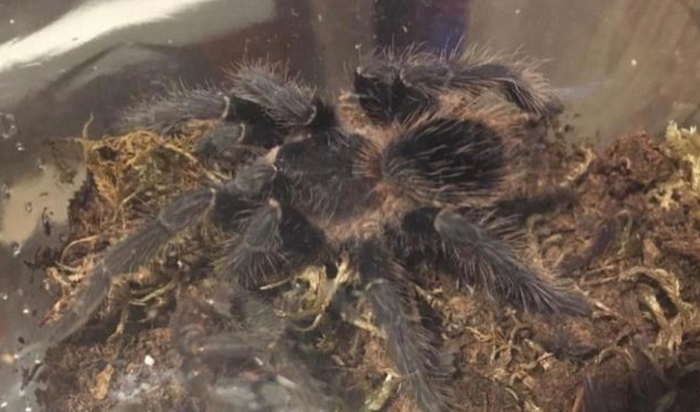 In dogana con un pitone, nascondeva un ragno nero brasiliano illegale