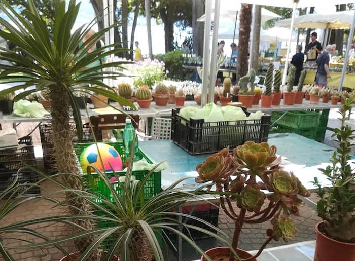 Cactus Folies e "Gli Alberi raccontano": il weekend verde a VIlla Giulia 