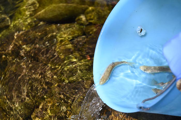 Le trote del Cnr nuotano nel ruscello di Parco Pallavicino: è un progetto di educazione ambientale