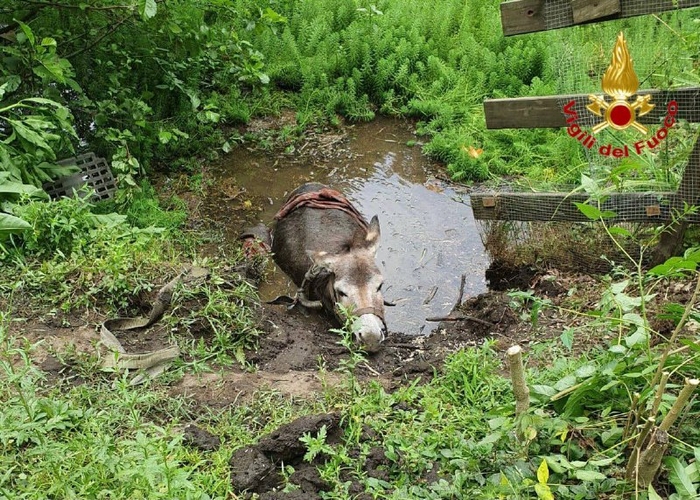 I vigili del fuoco salvano l’asino intrappolato nella pozza d’acqua