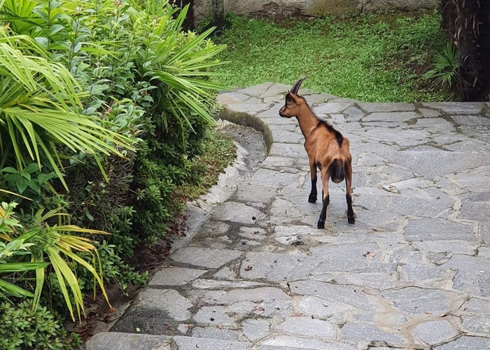 La capra girovaga a spasso tra l’asilo e la strada: interviene il veterinario