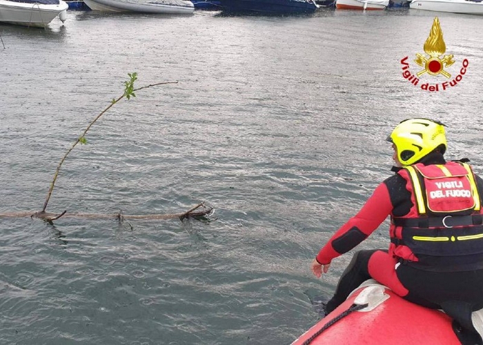 I vigili del fuoco “liberano” il porto da una pianta che galleggia