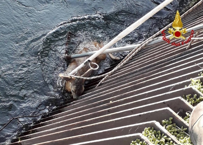 I vigili del fuoco salvano un capriolo caduto nel canale