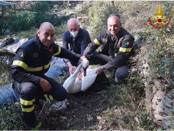 I vigili del fuoco salvano un cigno ferito