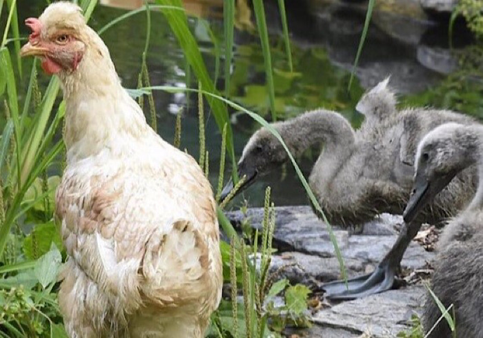 Parco Pallavicino, gallina cova tre uova abbandonate: nati tre cigni