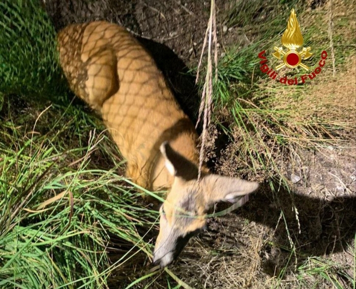 Capriolo impigliato nella rete della pista da sci