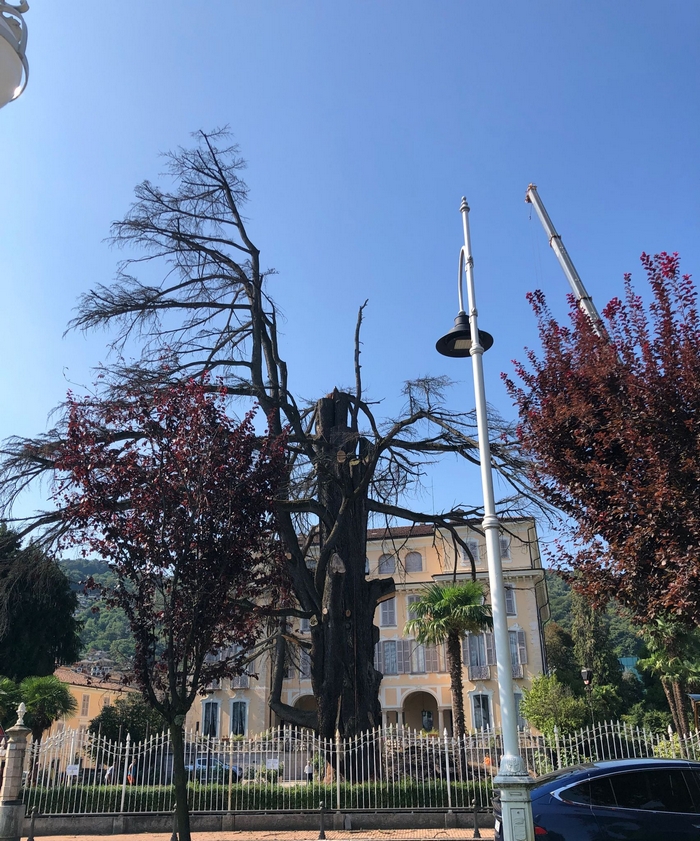 Abbattuto il cedro monumentale di Villa Ducale (foto)