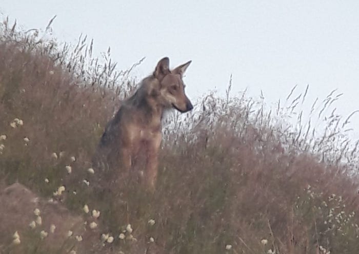 Predazioni dei lupi, il Ticino pressa Berna: declassarlo da specie strettamente protetta 