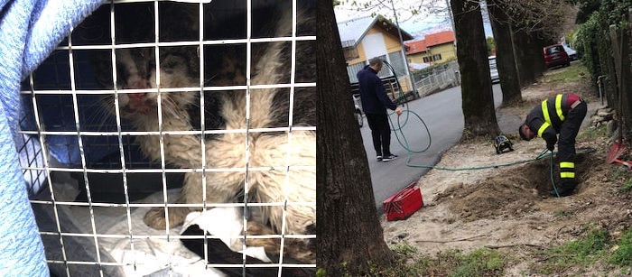 Investito, si rifugia in una tubazione e rimane incastrato: gatto soccorso dai Vigili del fuoco 