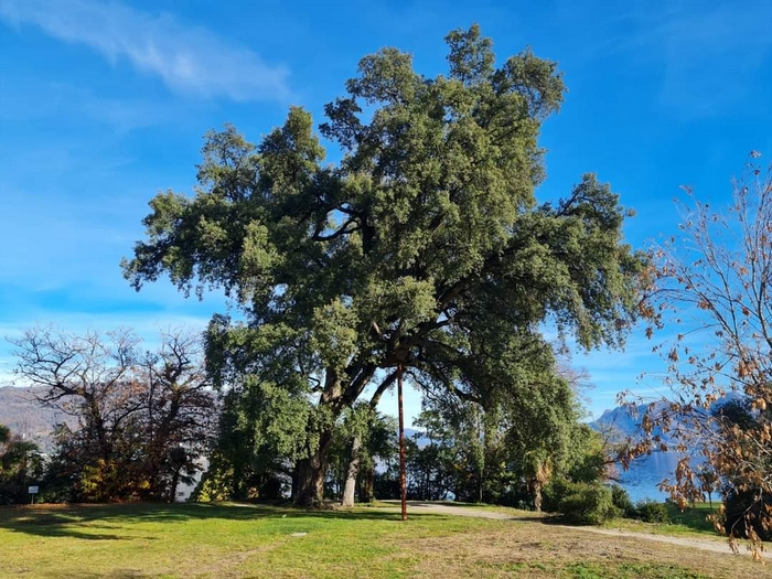 Baveno, la sughera di Villa Fedora promossa ad albero monumentale