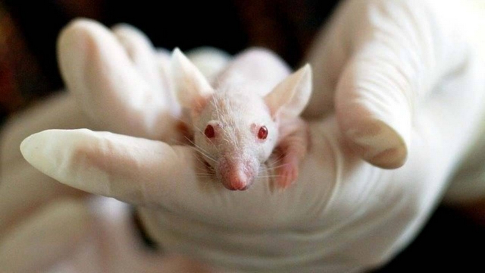 La Svizzera dice no alla pubblicità del fumo e conferma la sperimentazione sugli animali