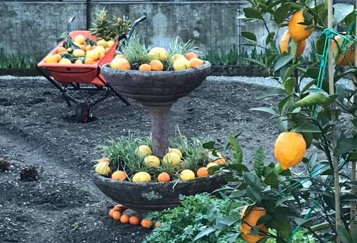 La stagione turistica al via col profumo dei limoni, il 12 marzo torna "Gli agrumi di Cannero"  