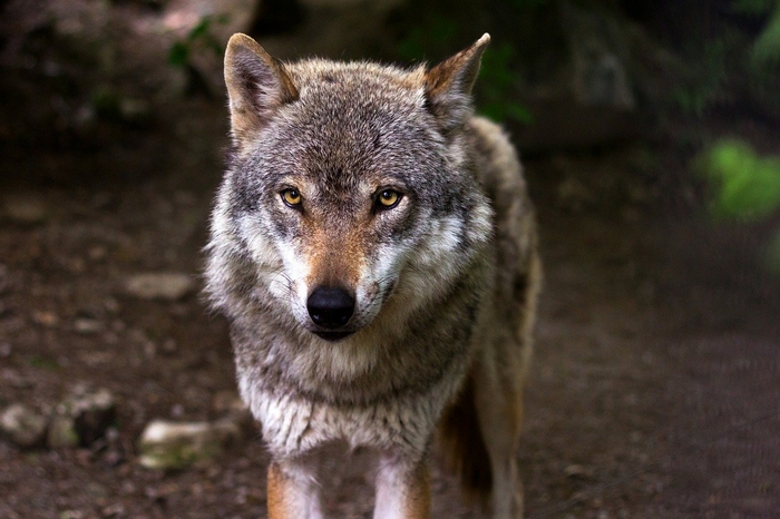 Abbattimenti mirati e cani pastore: la strategia svizzera di contenimento del lupo funziona
