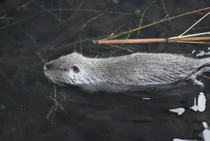 Una nutria spunta nelle acque di Cannobio
